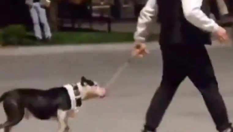Ağızlıksız Pitbull, Başka Köpekleri Saldırdığı İçin Sahibine Cezası Kesildi