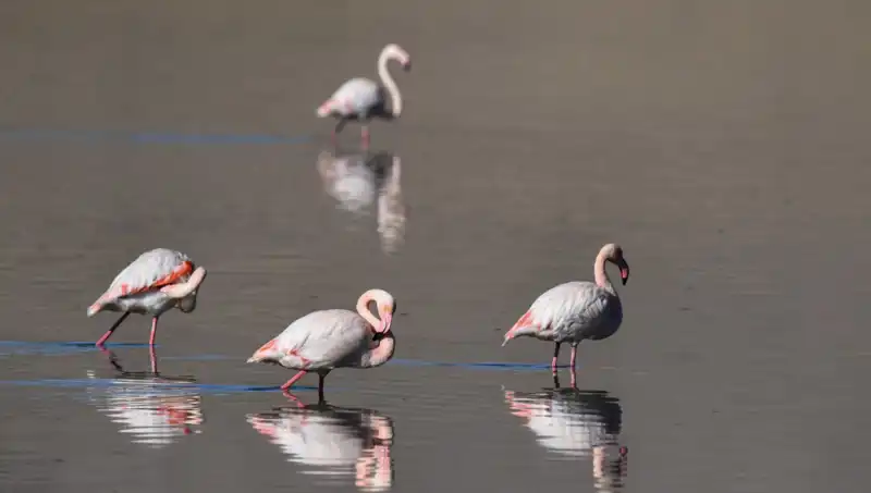 Türkiye’nin Kuş Cenneti: Flamingo Sayısı Neden Düşüyor?