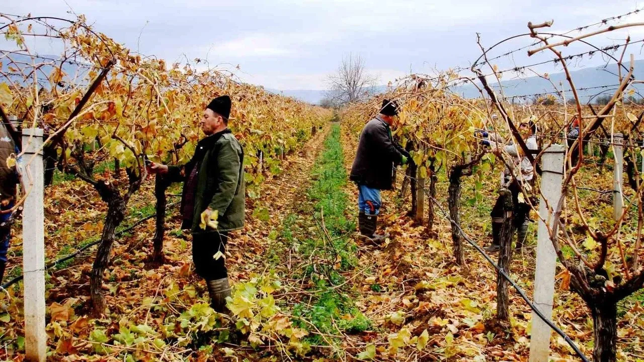 Sarıgöl Ovası’nda Tarımsal Çalışmalar Hız Kesmeden Devam Ediyor