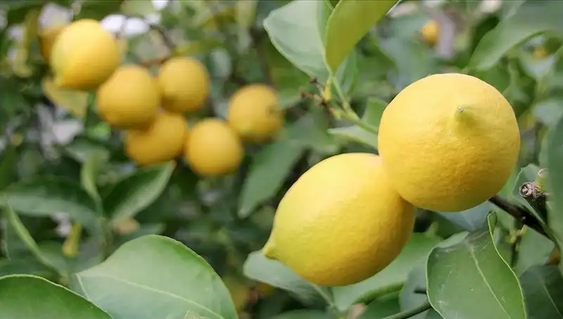 Limonun Fahiş Fiyatı: Şimdi 24 Lira! Neden Bu Kadar Artış Oldu?
