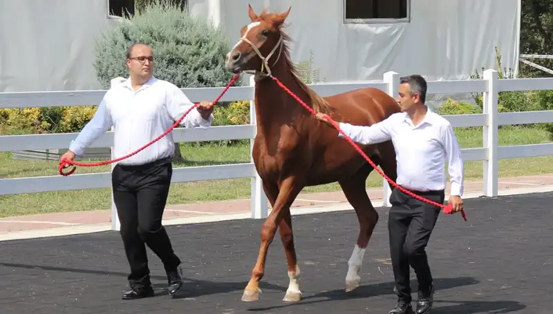 Rekor "Taşkın Kral": Dünya Genelinde Yeni Bir Fenomen Mi Doğuyor?