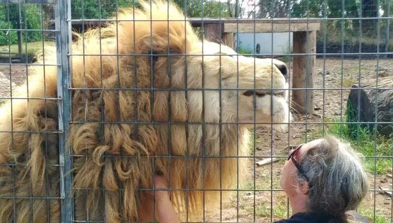 Avustralya'da Feci Aslan Saldırısı: Kadın Kafeste Kolunu Kaybetti!
