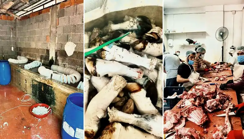 Adana'da Şok Eden Paça Operasyonu: Yüzlerce Kilo Mide Bulandıran Görüntüler