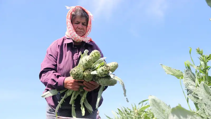 Tarladan Sofralara: Hangi Ürün Tanesi 50 TL’ye Satışta?