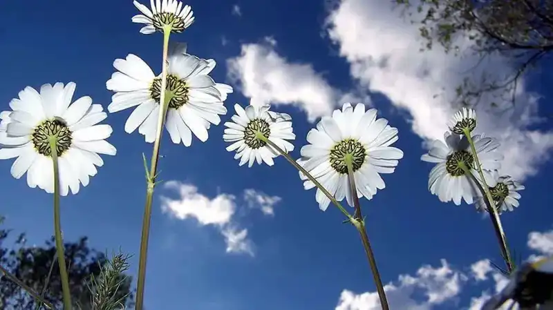 2026 Cemreler Ne Zaman Düşecek? Tarihleriyle İlkbaharın Müjdecisi