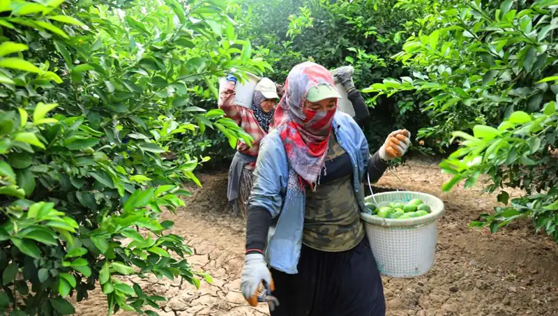 Marketlerde Patates Fiyatları Sıfır Noktasına İniyor: Hasat Dönemi Başladı!