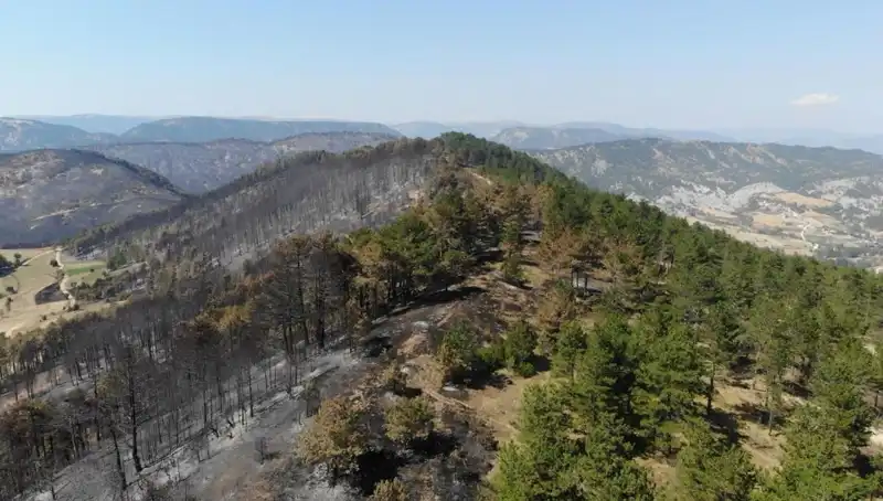 Bolu’da Doğa İyileşecek: 5 Milyondan Fazla Fidan Toprakla Buluşuyor