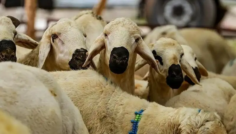 Kurban Bayramı 2025: Kurban Kesimi Farz mı, Sıkça Sorulan Sorular