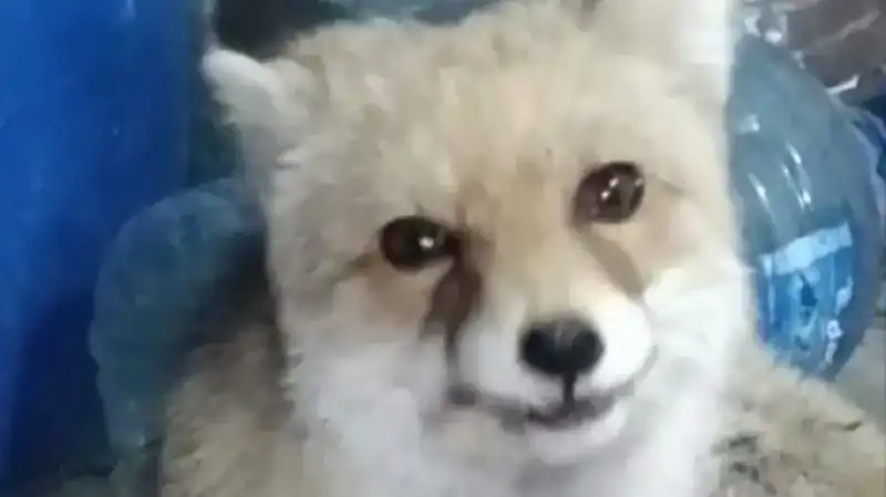 Bahçesine Giren Tilkilere Sevgisiyle Yürekleri Isıtan Adam