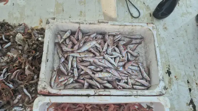 Taze Deniz Ürünleri: Balıkçıların Limana Dönüşü ve Taze Satış Çılgınlığı