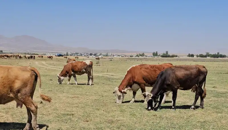 Arin Gölü'nün Kuruması: Bölgedeki Su Kıtlığı Tehdit Ediyor