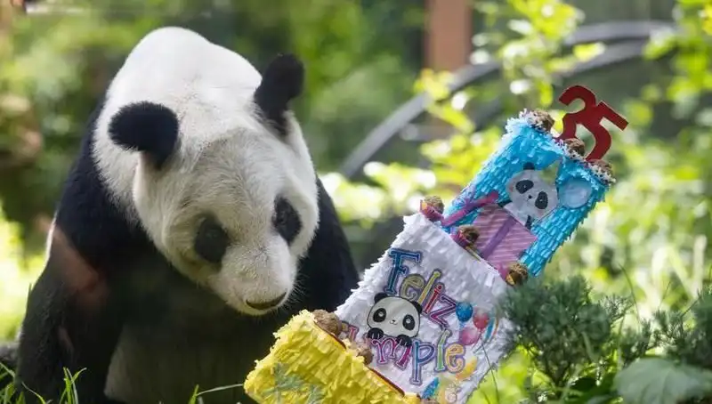 Dev Panda Xin Xin, 35 Yaşında Yaşam Sevinciyle Kutlandı!