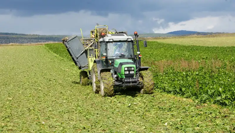 Kastamonu'da Pancar Hasadı Zamanı: Çiftçiler Baharın Bereketini Topluyor