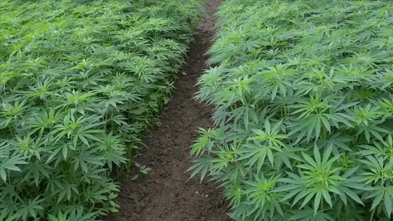 Kenevir Yetiştiriciliğinde Dönüm Noktası: 21 İlde Üretim Onayı Geldi!