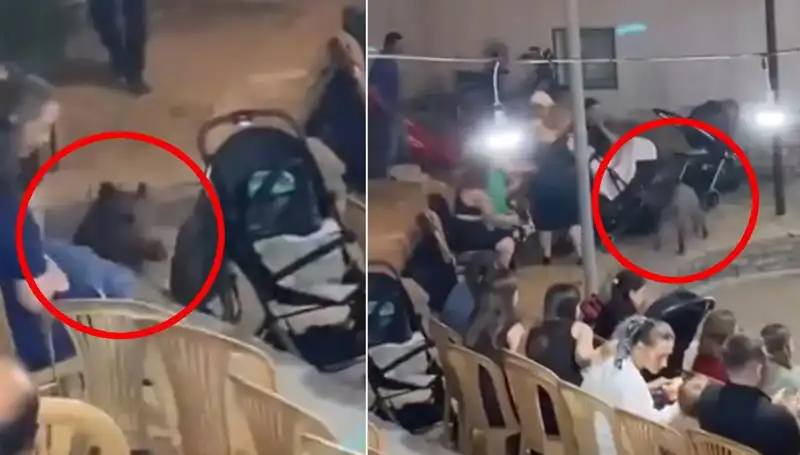 Düğün Kutlamasına Yaban Domuzu Saldırısı: Misafirler Paniğe Kapıldı