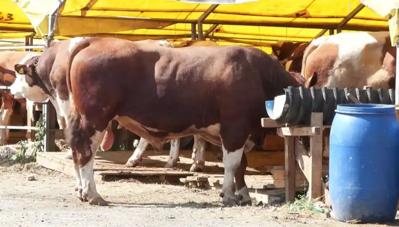 Kurban Pazarlarında Heyecan Dorukta: Alım Satımlar Başladı!