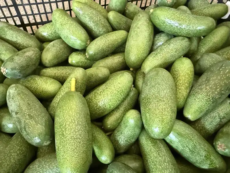 Antalya'nın Lezzetli Mirası: Yüksek Rekolte ile Dünya Pazarında Parlıyor