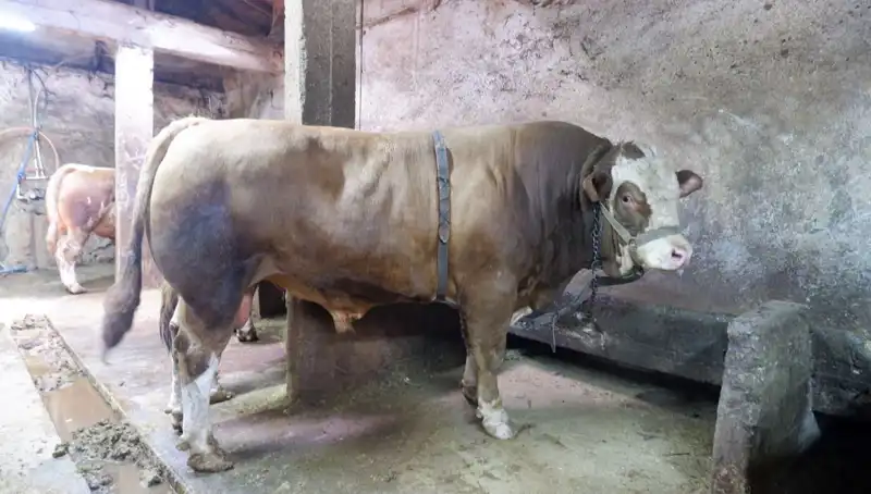 1 Ton 200 Kilo Ağırlığında Eşsiz Ürün Satışta: Fiyatı Şaşkına Çeviriyor!