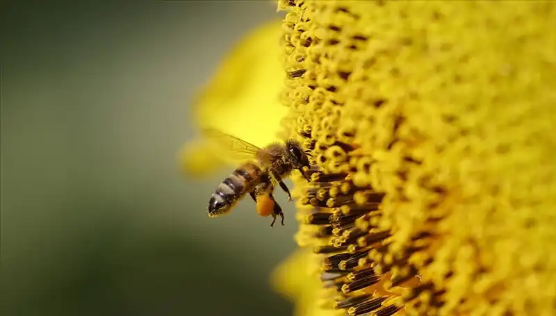 Kır Çiçeklerindeki Zehir: Arı Ölümlerinin Gizemi Nihayet Çözüldü!