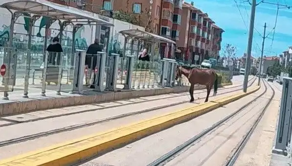 Eskişehir Tramvay Raylarında Gezen Başboş At: Kentin Merakla İzlenen Olayı